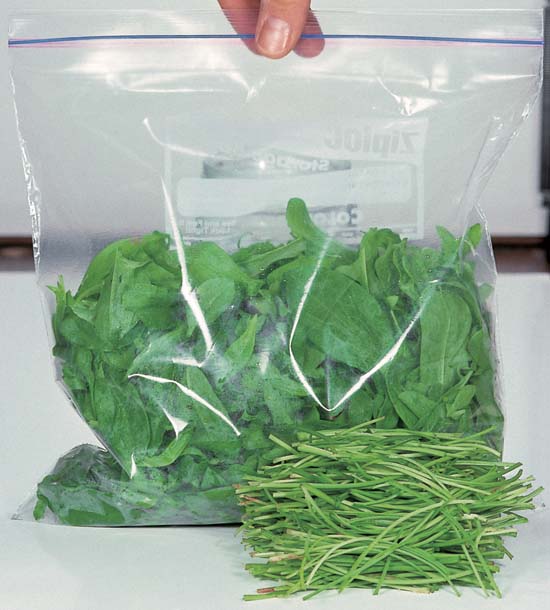 Broad-Leaved Dock