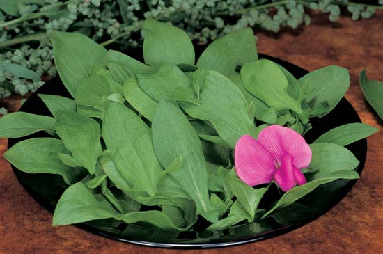 Broad-Leaved Dock