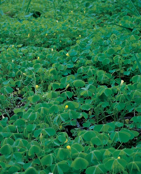 Broad-Leaved Dock