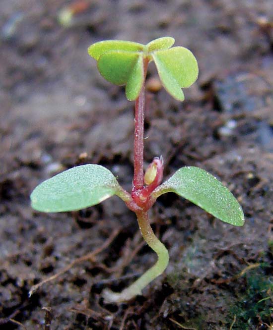 Broad-Leaved Dock