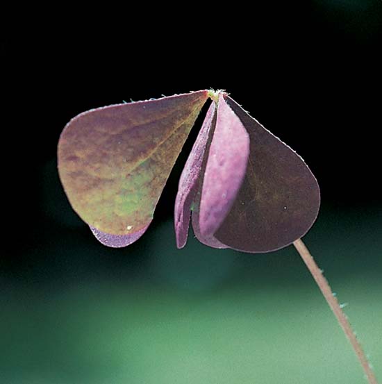 Broad-Leaved Dock