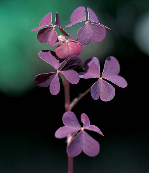 Broad-Leaved Dock