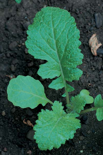 Glucosinolates & Isothiocyanates