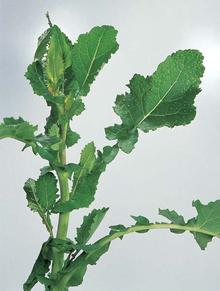Glucosinolates & Isothiocyanates