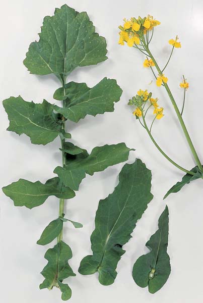 Glucosinolates & Isothiocyanates