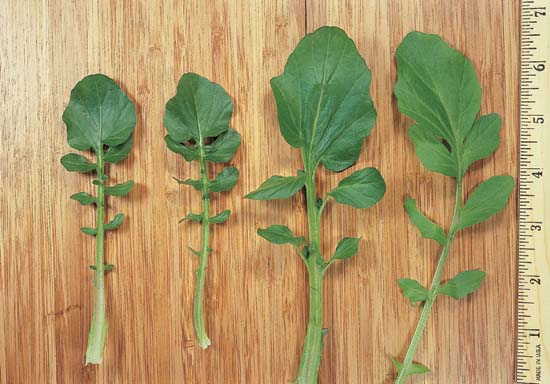 Glucosinolates & Isothiocyanates