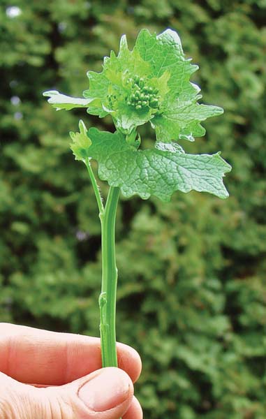 Permission to Harvest