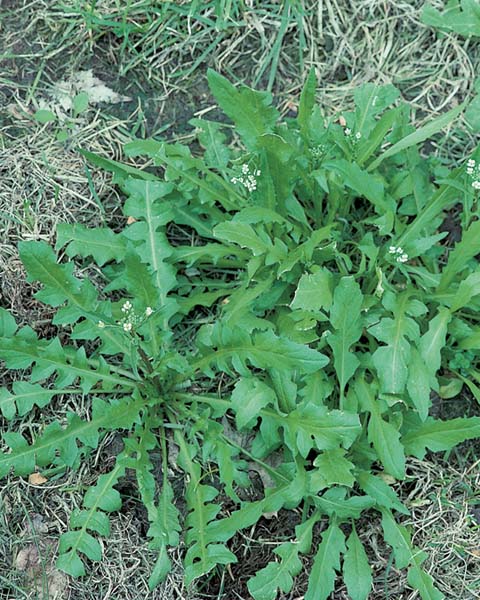 Garlic Mustard Omelette