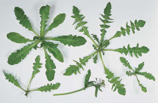 Vegetative Growth