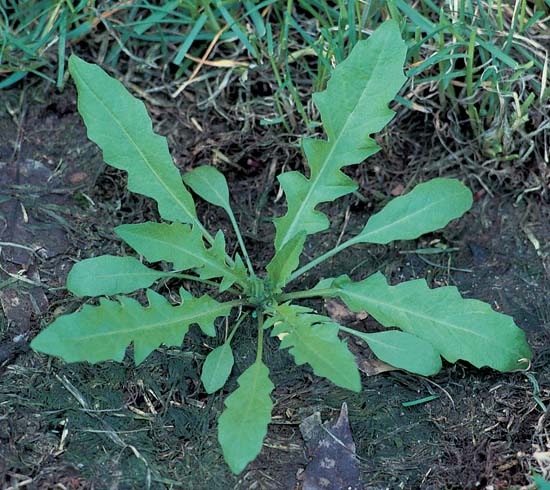 Vegetative Growth