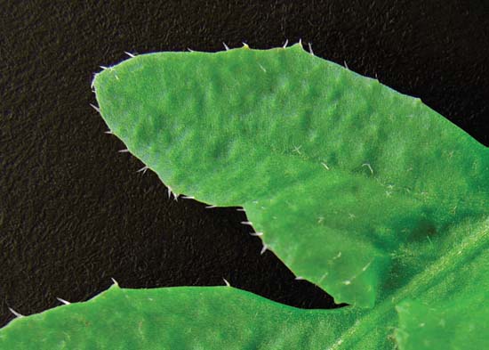Vegetative Growth