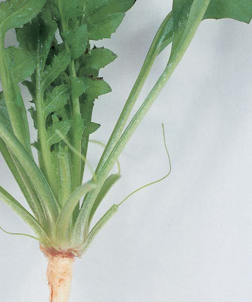 Vegetative Growth