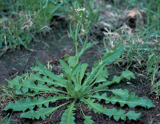 Vegetative Growth