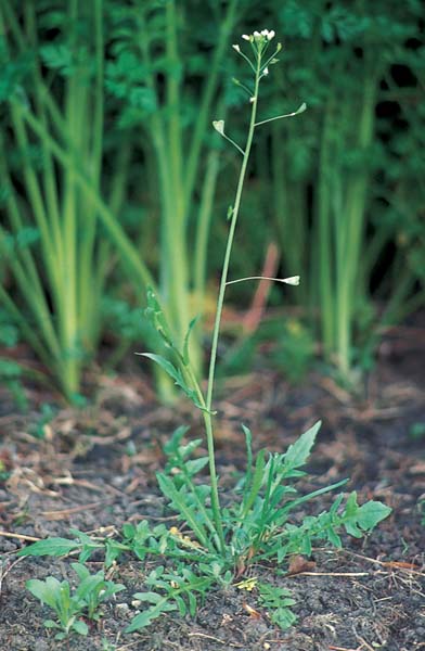 Vegetative Growth