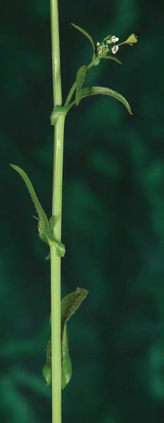 Vegetative Growth