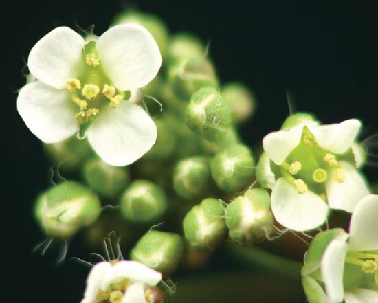 Vegetative Growth