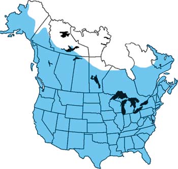 Umami Taste Receptors