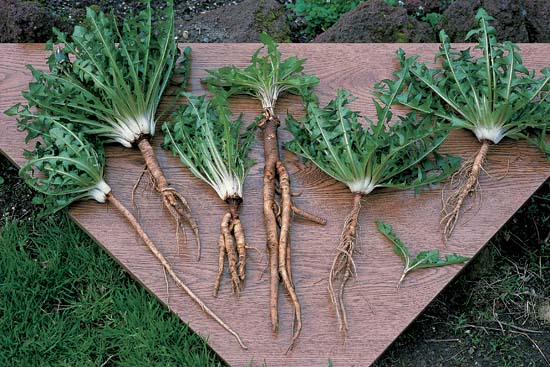 Umami Taste Receptors