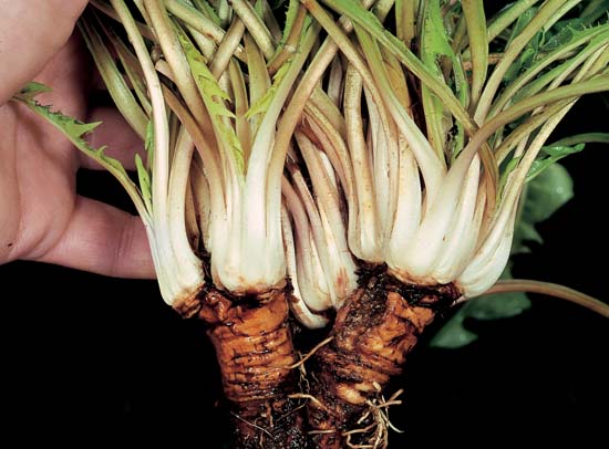 Umami Taste Receptors