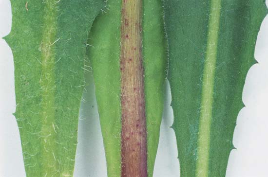 Umami Taste Receptors