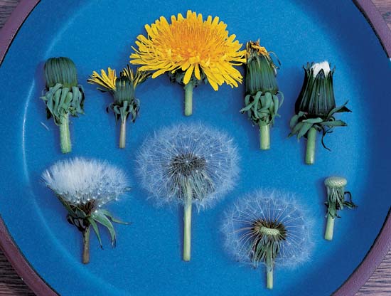 Umami Taste Receptors