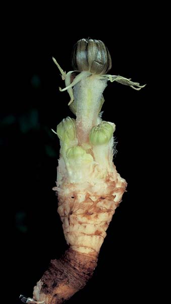 Umami Taste Receptors