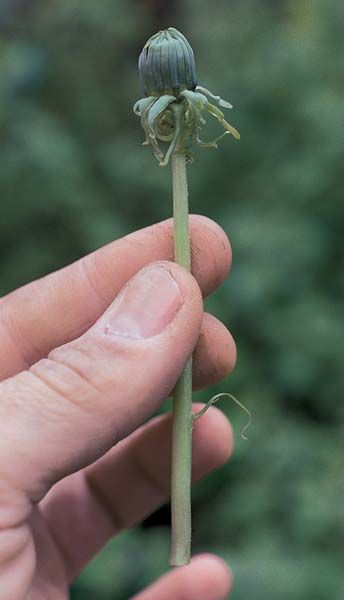 Bud & Bud Stem Tenderness
