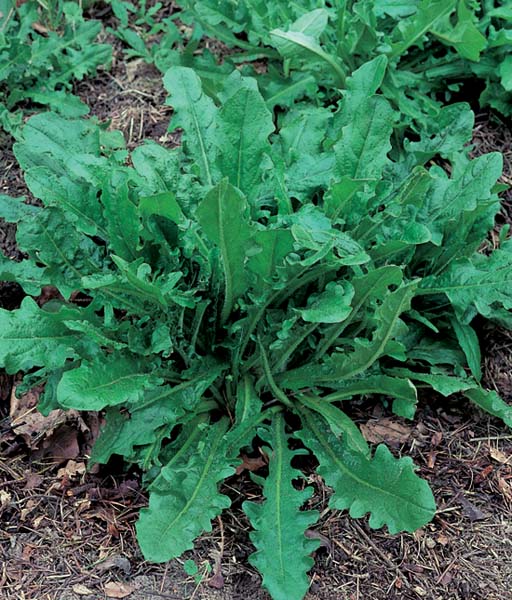 Chiffonade