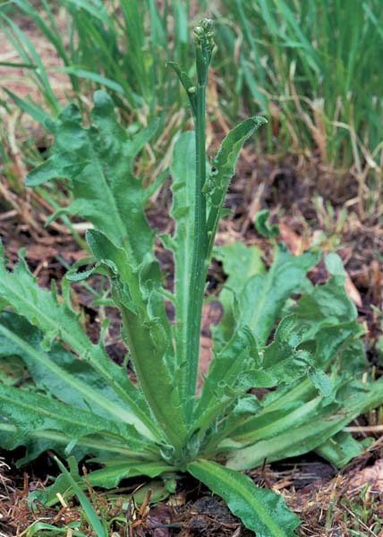Chiffonade