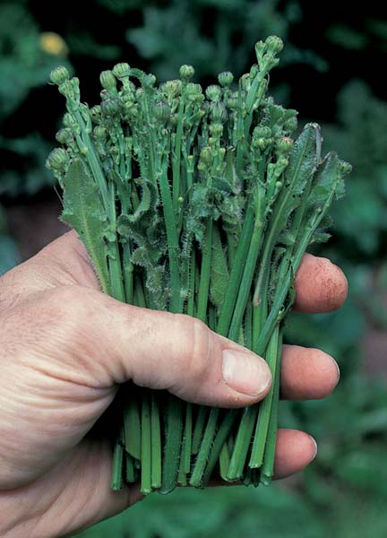 Chiffonade