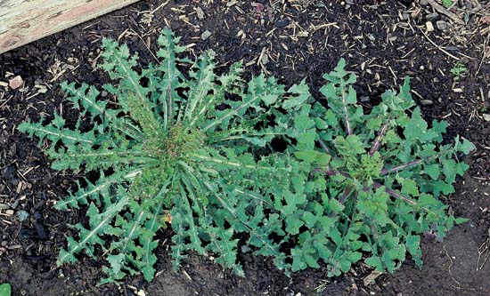 Spiny Sow Thistle