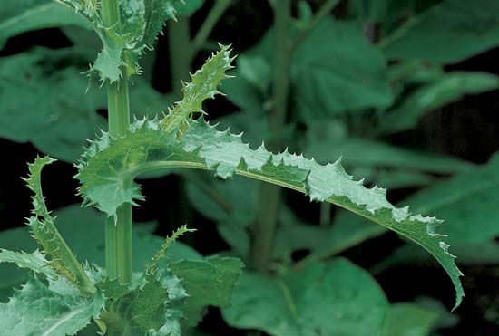 Spiny Sow Thistle