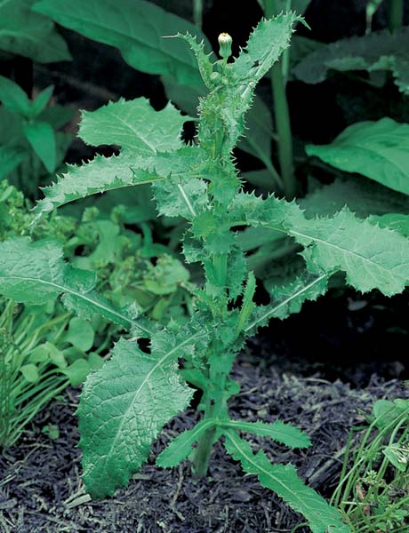 Spiny Sow Thistle