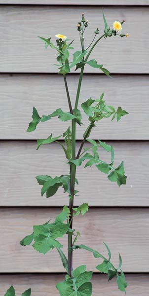 Spiny Sow Thistle