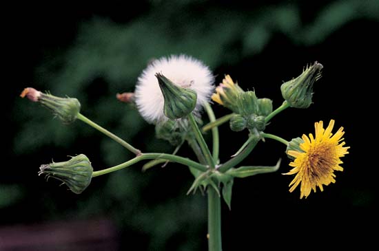 Spiny Sow Thistle