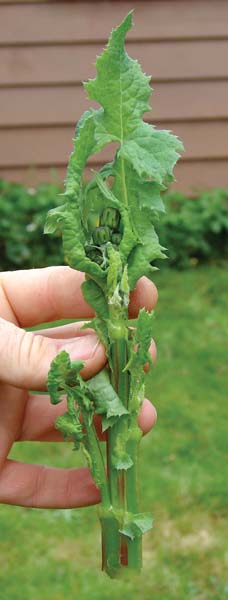 Spiny Sow Thistle