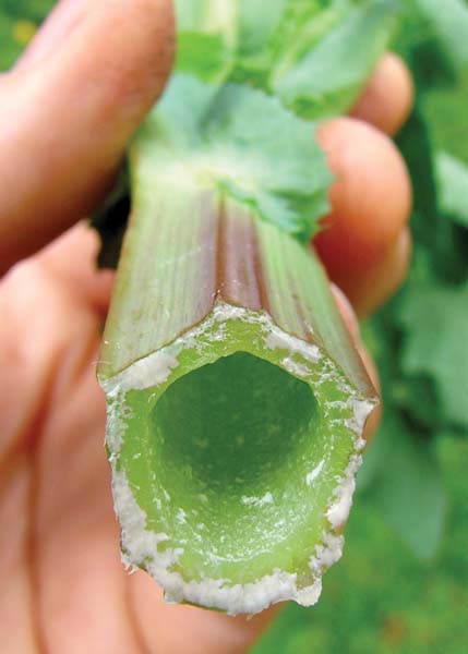 Spiny Sow Thistle
