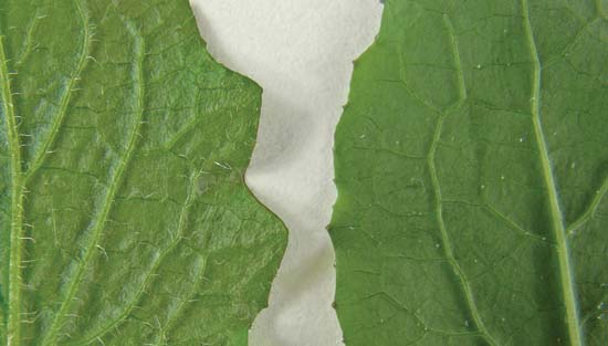 Poultice