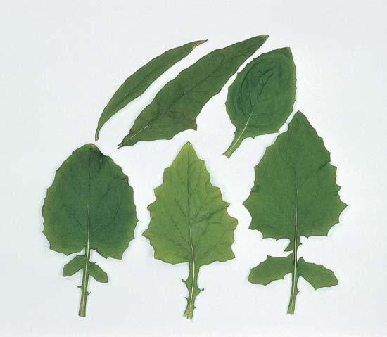 Poultice