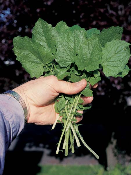 Poultice